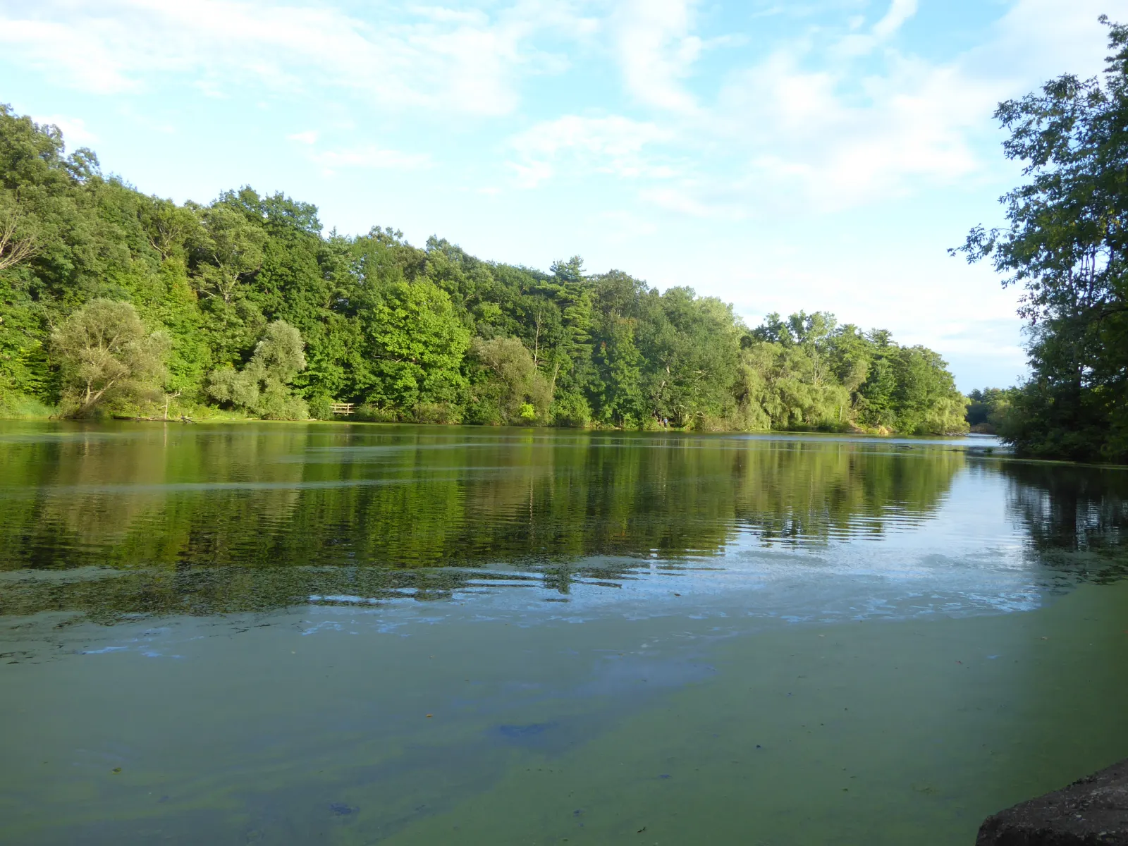 The Dorchester Mill Pond on a calm day, with trees reflected in the water