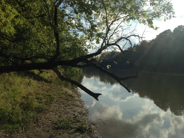 The Thames River in Komoka Provincial Park, a leaning tree over still water with wooded banks