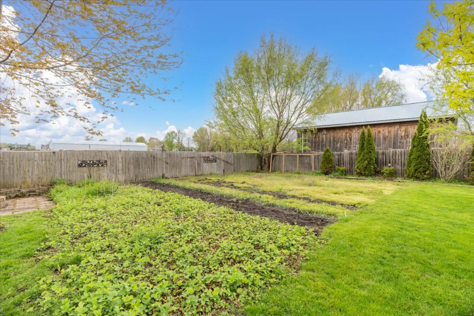 Garden rows at the back of the yard