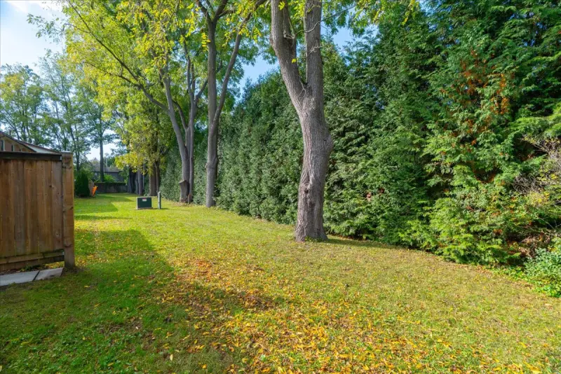 Shared lawn with mature trees out back